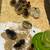 Hatching eggs 14 thumbnail