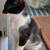 Kitten Batman 11 thumbnail