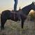 Black  gaited BLM gelding 17yr 14.1 2 thumbnail
