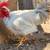 HUGE Rooster 1 thumbnail