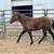 AQHA 2024 gray filly 8 thumbnail