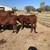 Registered Santa Gertrudis 7 thumbnail