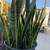 Sansevieria plant( Snake plant or Mother in law plant) 3 thumbnail