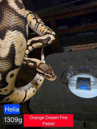 Snakes 1