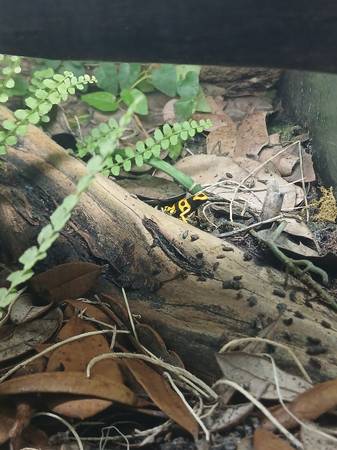 Dart frogs (Centennial)63907416753539122