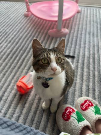 Rehoming female cat (Houston)63859314760577121
