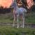 Mare and filly 7 thumbnail