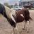 Yearling draft‑type Quarter Horse cross filly. 4 thumbnail