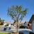 D & A TREE SERVICE FREE ESTIMATES (661)201-4306 18 thumbnail