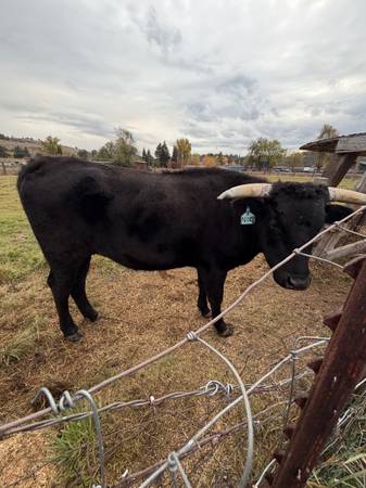 Grass fed beef 1/2 beef 1