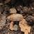 Coolidge: Isopods & Springtails (bioactive) 9 thumbnail