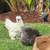 Silkie Rooster 1 thumbnail