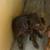 Border collie lab mix 2 thumbnail