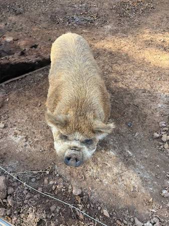 Kune Kune boar 1