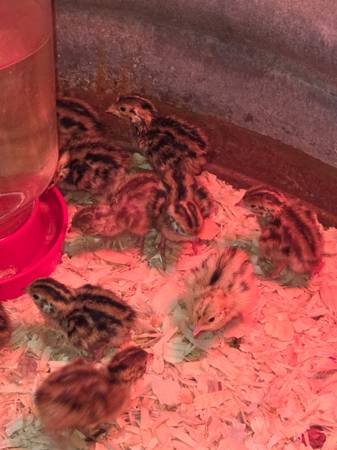Jumbo coturnix quail chicks 1