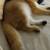 Nice and sweet golden Scottish fold girl kitty cat 7 thumbnail