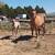 Homozygous Dun AQHA Grulla Colt 2 thumbnail
