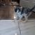 Kittens need new homes! 2 thumbnail