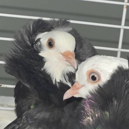 Capucino pigeons (Huntley)63844234959875120