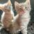 Fall Kittens 1 thumbnail