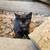 Kittens 10 thumbnail