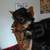 Teacup male Yorkie 2 thumbnail
