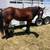 Aqha horse -  mare 1 thumbnail