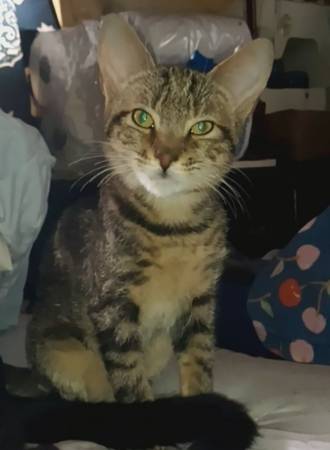 2 KITTENS (Rehoming) (Brooklyn, bedsty)63690296540035122