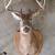 Deer mounts 3 thumbnail