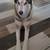 Rehoming Siberian Husky 4 thumbnail