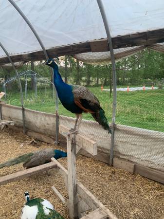 Peacocks 1