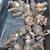 Pink Naked Lady's bulbs 2 thumbnail