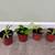 Bundle of 4 beautiful house plants 2 thumbnail