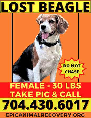 LOST BEAGLE 1