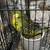 English budgie baby’s 5 thumbnail