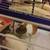 Looking to rehome piggies 1 thumbnail