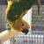 Sun Conure 3 thumbnail