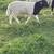 Dorper sheep 1 thumbnail