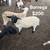 Sheep $200 5 thumbnail