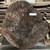 Claro Walnut Live Edge Slabs Table Bar Bench Black Slab Reclaimed Wood 5 thumbnail
