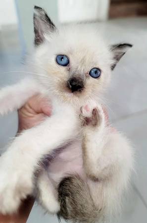 Siamese63914315256450120