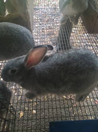 Conejos Gigantes Chinchilla Americanos Puros - $20 (Abbeville, AL)63440421117955120