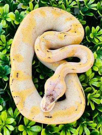 Macho Ball Python bebé Enchi Champagne Pastel (serpientes) (Flower Mound)63937540196867120