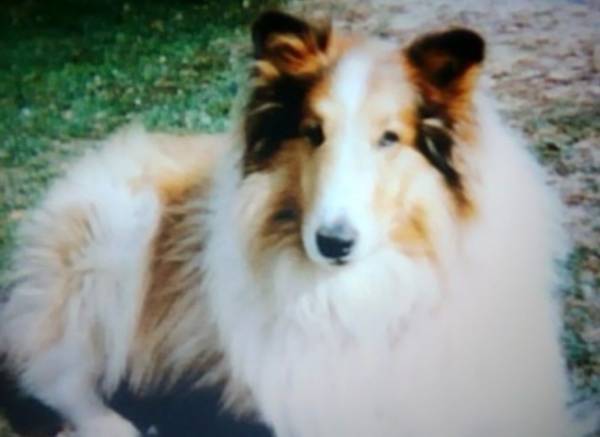 Looking For A Male Sable and White Rough Collie Puppy (Hot Springs)64145663401219123