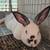 Young new zeland bunnies 1 thumbnail