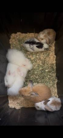 Bunnies 1