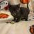 3 gray male kittens available 1 thumbnail