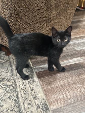Rehoming Cats/Kittens (will travel!)63970213620739122