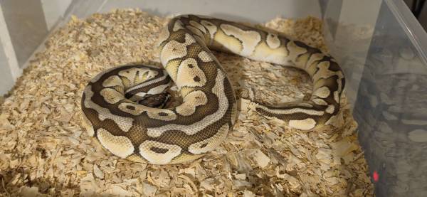 Ball python 1
