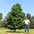 paw paw fruit trees in pots. Exotic hardy fruit trees like mangos! 2 thumbnail